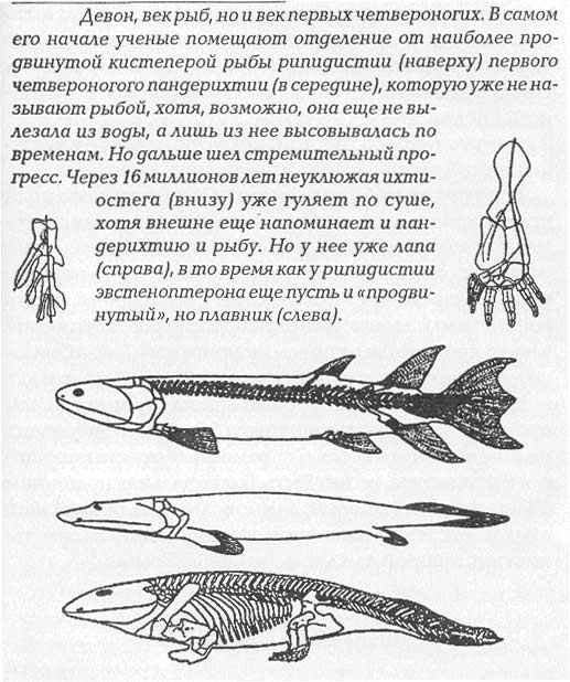 параллели эволюции (продолжение) - student2.ru