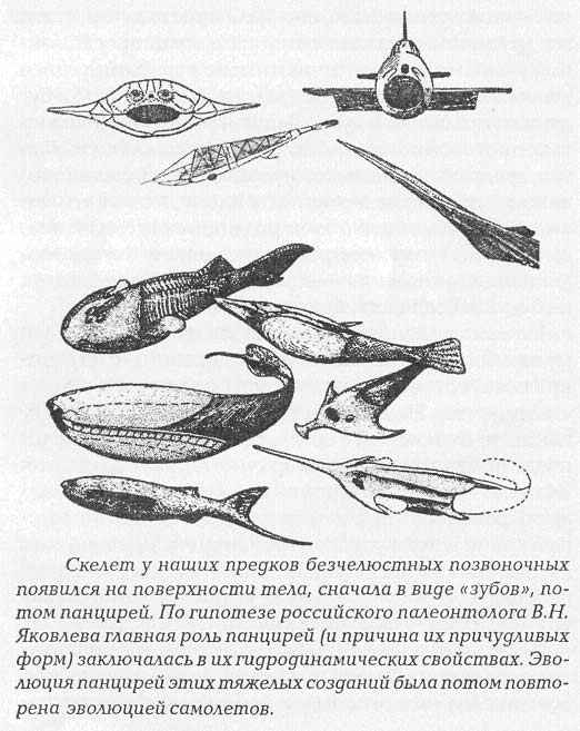 параллели эволюции (продолжение) - student2.ru