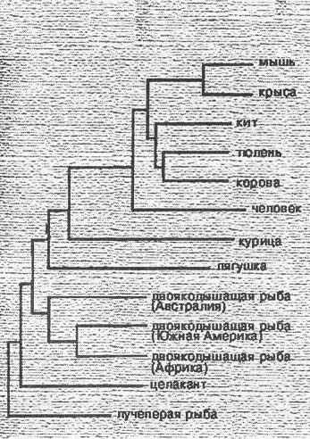 параллели эволюции (продолжение) - student2.ru