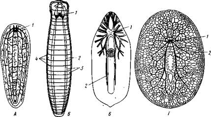 Паренхима, 2 — ротовое отверстие, 3 — пищеварительная паренхима, 4 — половые отверстия, 5 — мужской совокупительный орган - student2.ru