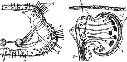 Паренхима, 2 — ротовое отверстие, 3 — пищеварительная паренхима, 4 — половые отверстия, 5 — мужской совокупительный орган - student2.ru