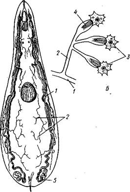 Паренхима, 2 — ротовое отверстие, 3 — пищеварительная паренхима, 4 — половые отверстия, 5 — мужской совокупительный орган - student2.ru