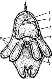 Паренхима, 2 — ротовое отверстие, 3 — пищеварительная паренхима, 4 — половые отверстия, 5 — мужской совокупительный орган - student2.ru