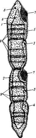 Паренхима, 2 — ротовое отверстие, 3 — пищеварительная паренхима, 4 — половые отверстия, 5 — мужской совокупительный орган - student2.ru