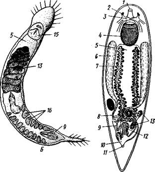 Паренхима, 2 — ротовое отверстие, 3 — пищеварительная паренхима, 4 — половые отверстия, 5 — мужской совокупительный орган - student2.ru