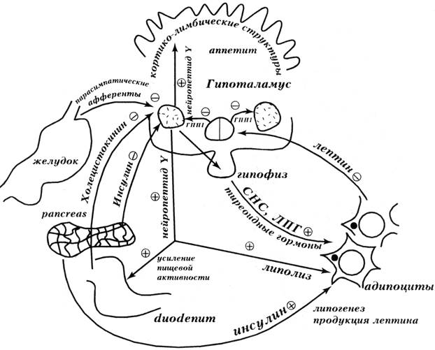 Патогенетическая терапия первичного ожирения - student2.ru
