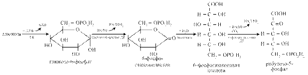 Пентозофосфатный путь окисления глюкозы - student2.ru