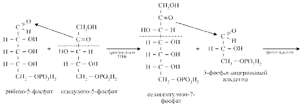 Пентозофосфатный путь окисления глюкозы - student2.ru