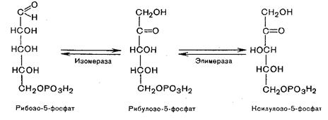 Пентозофосфатный путь окисления глюкозы - student2.ru