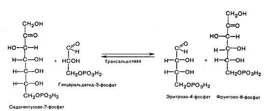 Пентозофосфатный путь окисления глюкозы - student2.ru