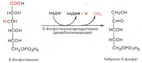 Пентозофосфатный путь превращения глюкозы - student2.ru