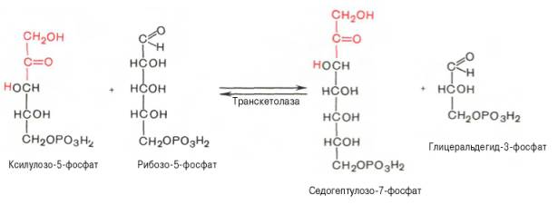 Пентозофосфатный путь превращения глюкозы - student2.ru