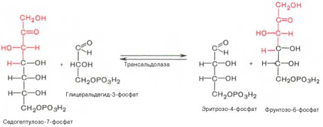 Пентозофосфатный путь превращения глюкозы - student2.ru