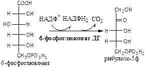 Пентозофосфатный шунт (ПФШ) - student2.ru