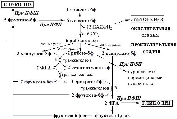 Пентозофосфатный шунт (ПФШ) - student2.ru