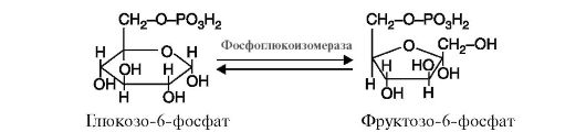 Пептидазалар (пептидгидролазалар) 2 страница - student2.ru