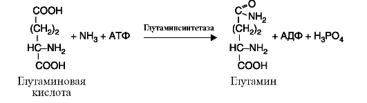 Пептидазалар (пептидгидролазалар) 2 страница - student2.ru