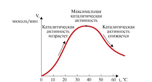 Пептидазалар (пептидгидролазалар) 2 страница - student2.ru