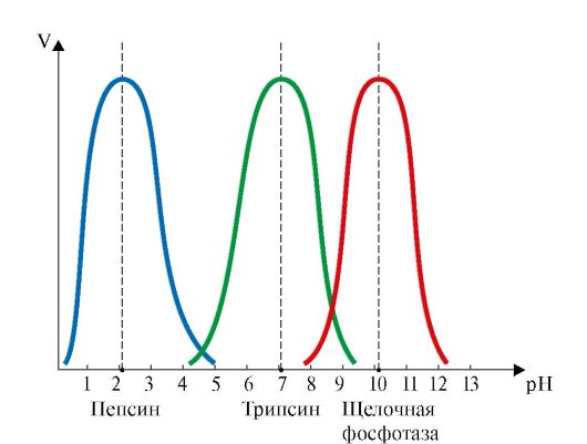 Пептидазалар (пептидгидролазалар) 2 страница - student2.ru