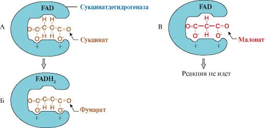 Пептидазалар (пептидгидролазалар) 2 страница - student2.ru