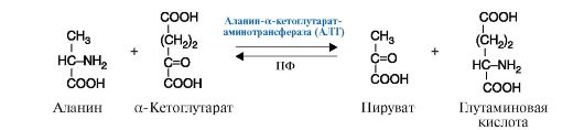 Пептидазалар (пептидгидролазалар) 2 страница - student2.ru