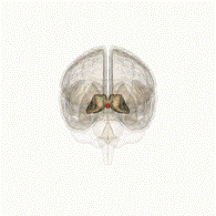 Передний мозг включает в себя промежуточный мозг и конечный мозг, состоящий из больших полушарий - student2.ru