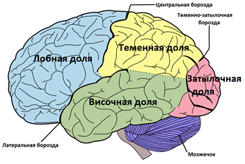 Передний мозг включает в себя промежуточный мозг и конечный мозг, состоящий из больших полушарий - student2.ru