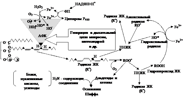 Перекисное окисление липидов (ПОЛ) и защита от него - student2.ru