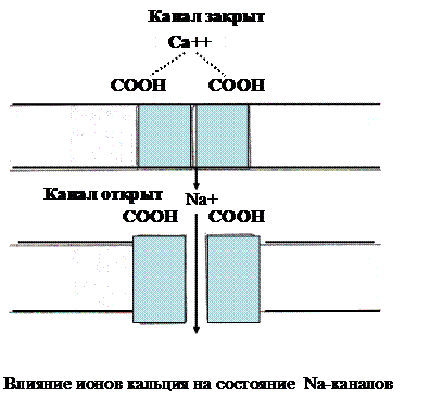 Перенос веществ через мембраны - student2.ru