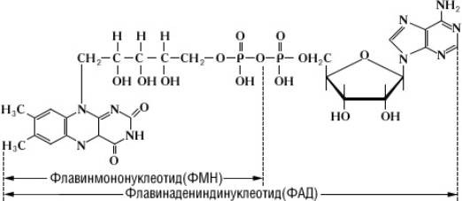 Переноса электронов. (ЭПЦ) - student2.ru