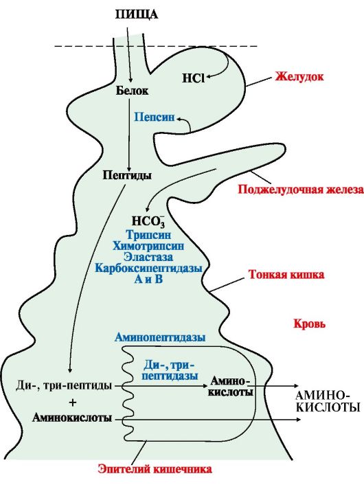 переваривание белков в желудке и кишечнике, всасывание аминокислот - student2.ru