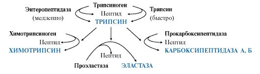 переваривание белков в желудке и кишечнике, всасывание аминокислот - student2.ru