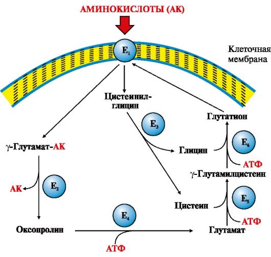 переваривание белков в желудке и кишечнике, всасывание аминокислот - student2.ru
