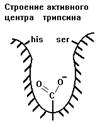 переваривание и всасывание белков в желудочно-kишечном тракте - student2.ru