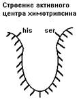 переваривание и всасывание белков в желудочно-kишечном тракте - student2.ru