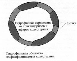 Переваривание и всасывание липидов - student2.ru