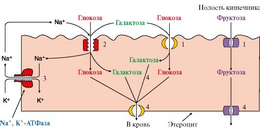 переваривание и всасывание липидов - student2.ru