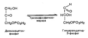 Переваривание и всасывание углеводов - student2.ru