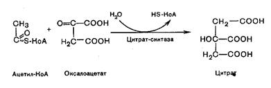 Переваривание и всасывание углеводов - student2.ru