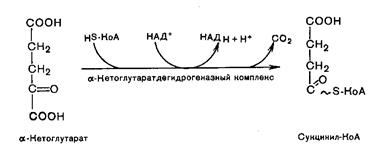 Переваривание и всасывание углеводов - student2.ru