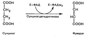 Переваривание и всасывание углеводов - student2.ru