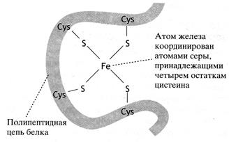 Переваривание и всасывание углеводов - student2.ru