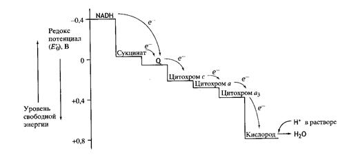 Переваривание и всасывание углеводов - student2.ru