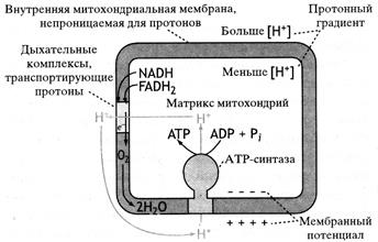 Переваривание и всасывание углеводов - student2.ru