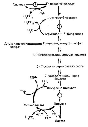 Переваривание и всасывание углеводов - student2.ru