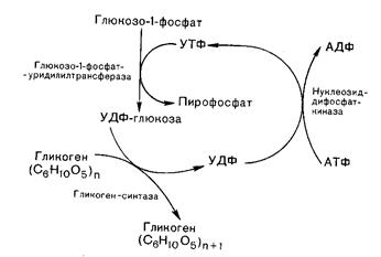 Переваривание и всасывание углеводов - student2.ru