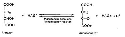 Переваривание и всасывание углеводов - student2.ru