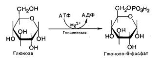 Переваривание и всасывание углеводов - student2.ru