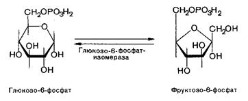 Переваривание и всасывание углеводов - student2.ru