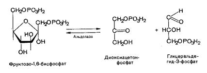 Переваривание и всасывание углеводов - student2.ru